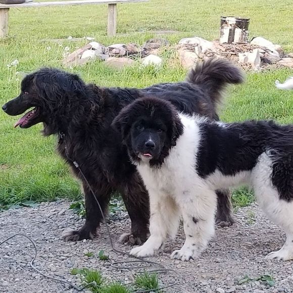 Meet your Posher, Rebecca - Picture 1 of 1